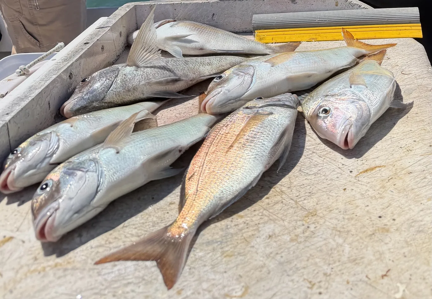 Freshly caught porgies after a day on the water.