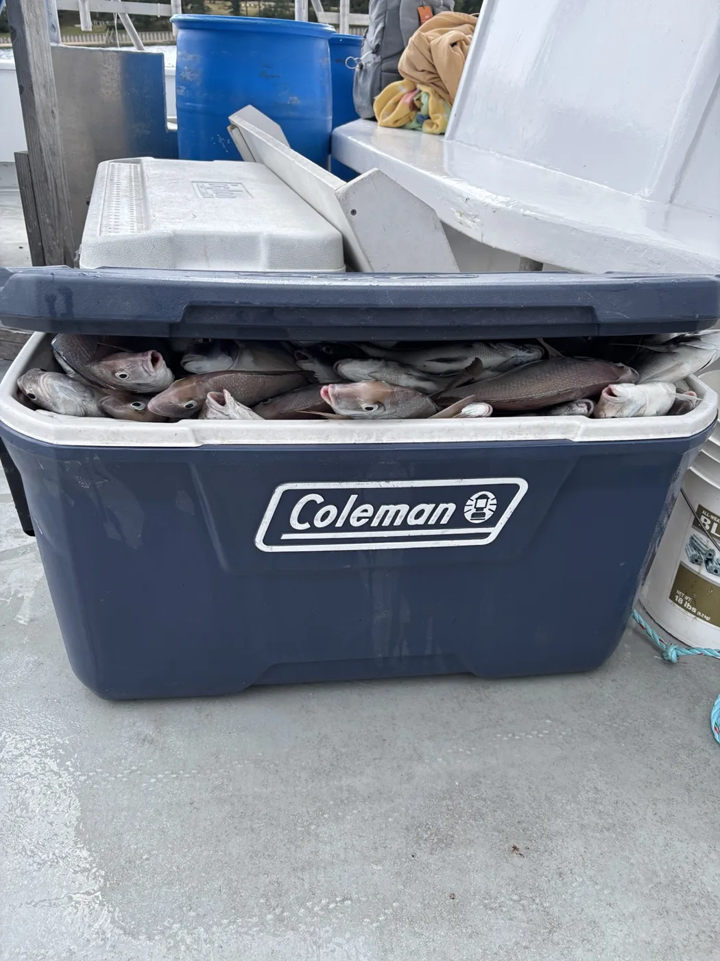 A cooler full of freshly caught porgies on a boat