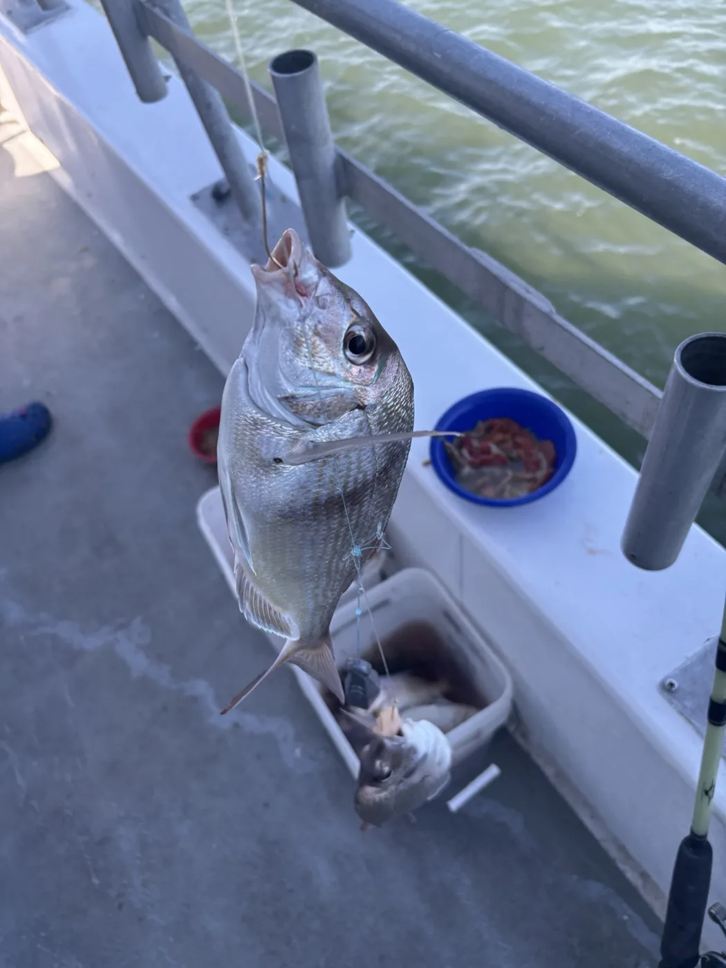 Multiple porgies caught on one rig