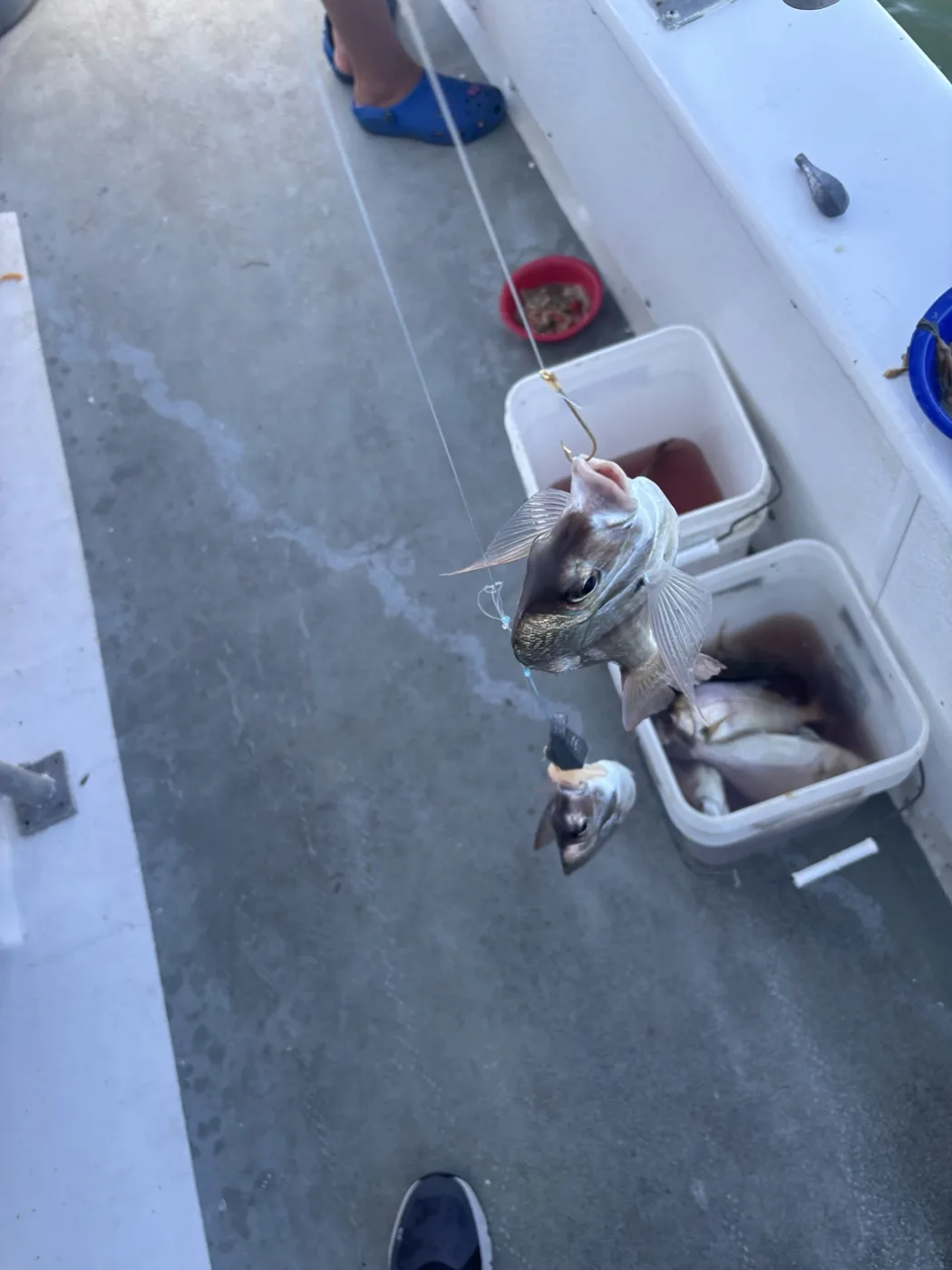 A simple high-low porgy rig