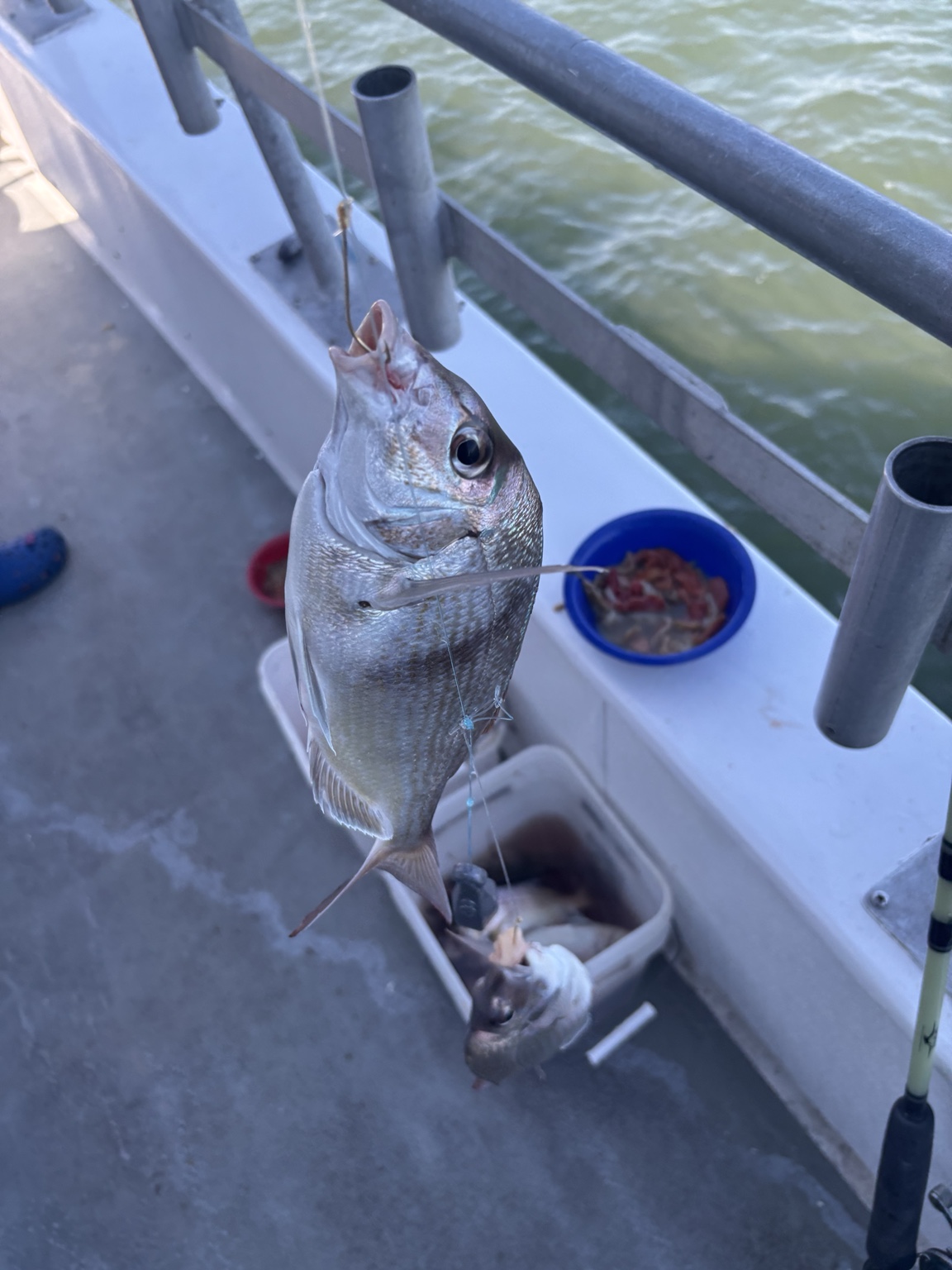 Keeper porgy on a simple bottom rig